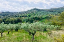 Olive groves